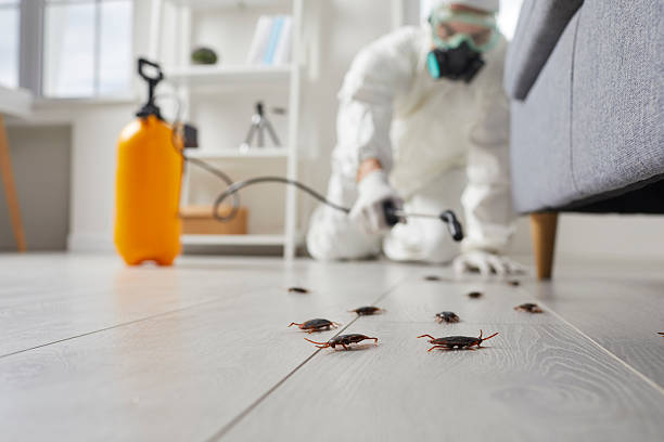 Commercial Kitchen Cockroach Control in North Auburn